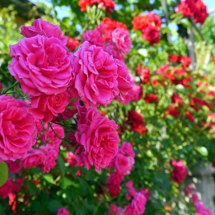 El Festival de la Rosa en Bulgaria. Fuente: @rosefestivalkz, Instagram