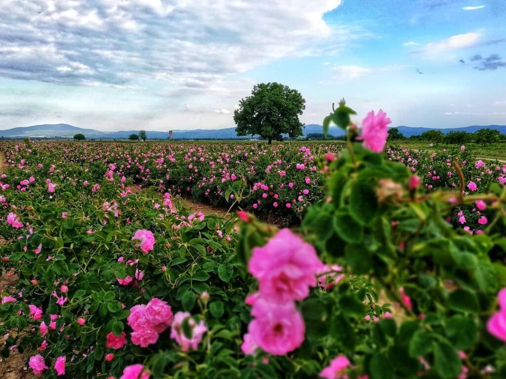 El Festival de la Rosa en Bulgaria. Fuente: @damascena_cosmetics-Instagram